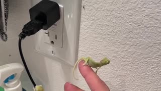 chameleon electrician