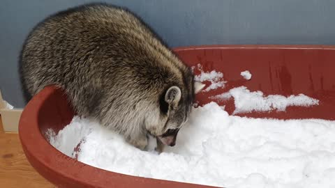 Snow play gift inside the house for raccoon who love snow so much