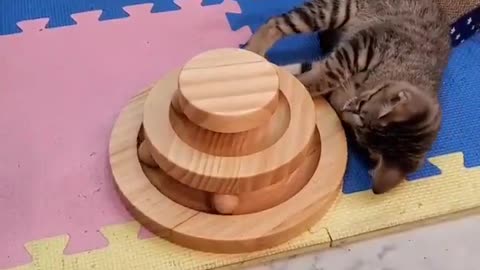 CAT PLAYING 001