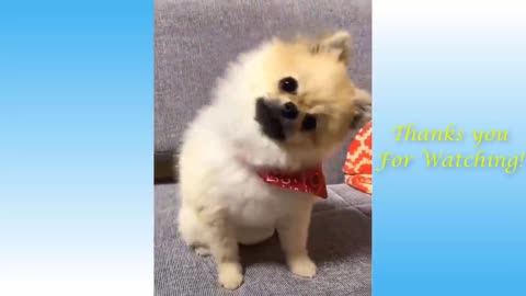 Funny Animals and Cute Pets Video Series #1