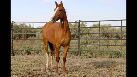 2020 Wild Spayed Filly Futurity/Warm Springs Winnie #4875