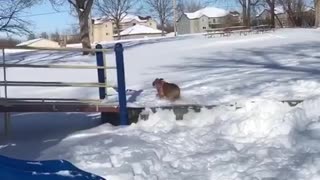 Silly Bulldog Loves To Go Down The Park Slide