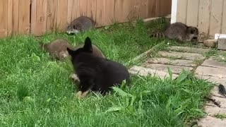 Family of Raccoons Befriend Lonely Puppy