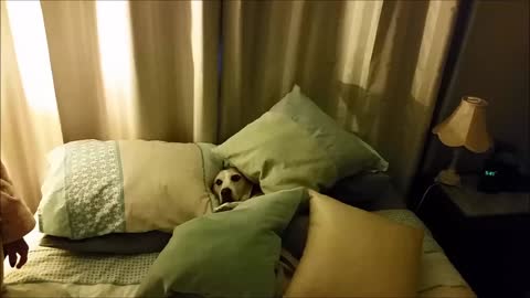 Leroy the beagle really loves pillows