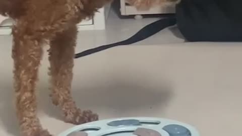 Cute brown poodle doing nosework