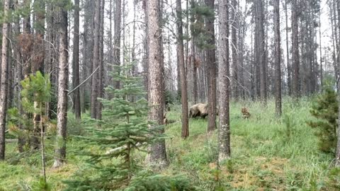 Close Encounter With a Grizzly Bear While Biking