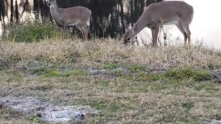 Disney Golf Deer Distraction
