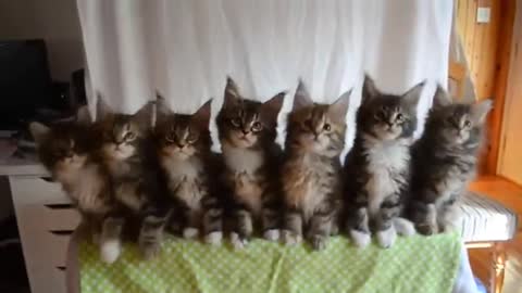 Kittens rock