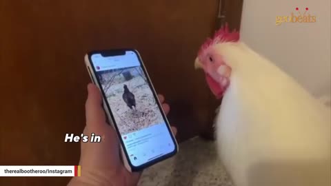 Chicken Raised For Meat Convinced He's A Dog