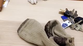 White and black dog trying to reach for sock on table