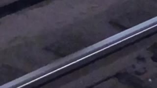 Croissant rat in subway tracks