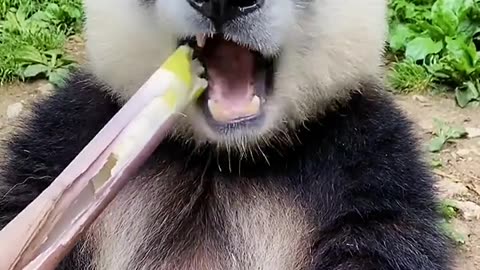 Cute giant pandas eat bamboo