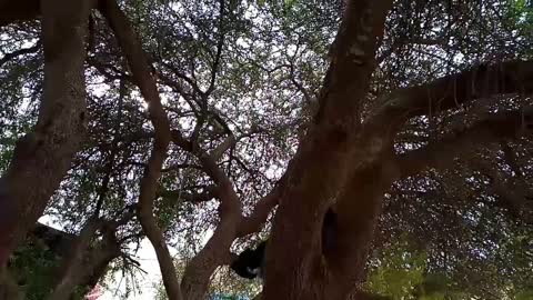 The skilled cat climbs the tree skillfully