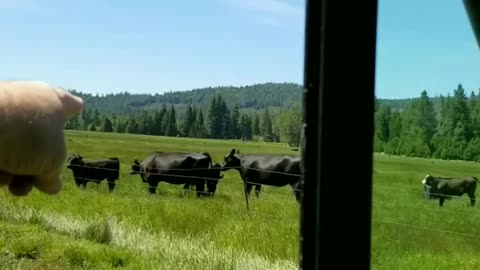 Mama cow chases coyote