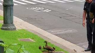Police Stop Traffic to Help a Family of Ducks Across the Street