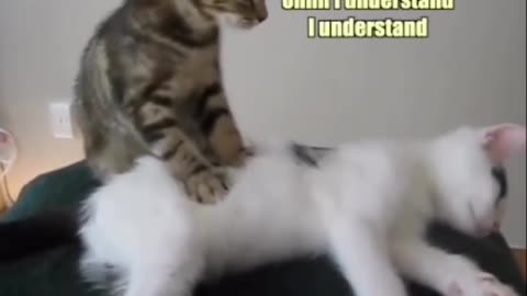 Cat Cute Massage