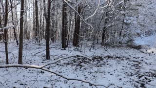 Snowy Woods of NC