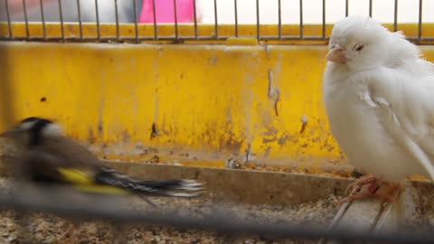 Amazing white birds