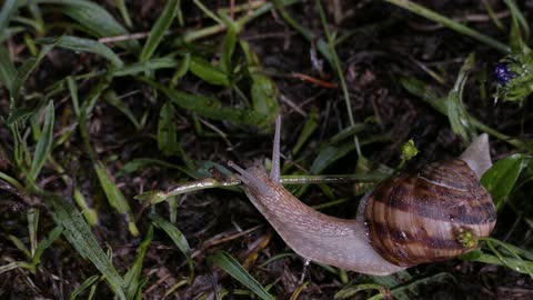 Beautiful snail on the grass