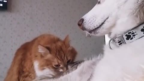 Funny cat and dog at home2