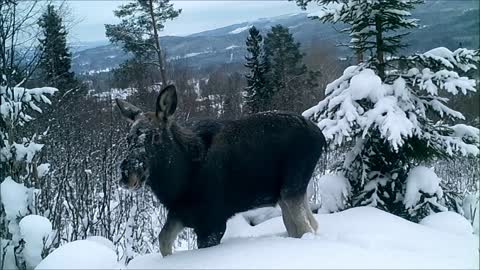 moose in Swedish winter landscape