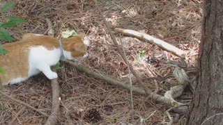 My cat investigating Chicken snake after squirrel meal