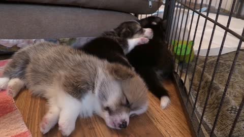 Lovely sleeping puppies