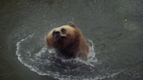 Brown Bear Bear Nature Animal Forest Wild Animal