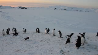 Penguin Chases Potential Rival Away
