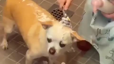 Child watering the dog in the bathroom
