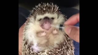 Hedgehog 😱 It’s a medicine time