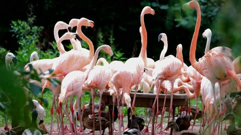 hungry flamingos