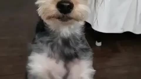 when puppy wants something