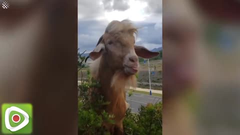 Mountain Goat Replies His Owner's Teasing in Same way