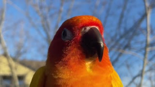 Parrot dancing in the sun