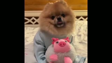 Funny dog videos 2022 🐶 try not to LAUGH