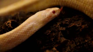 Albino Snakes! 5 Fun Facts from the Fun Fact Channel!
