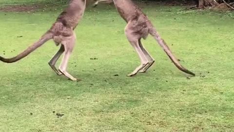 Kangaroo Fight - Nagasaki Biopark