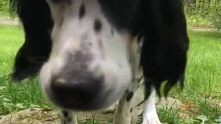 Black and white dog eats ice