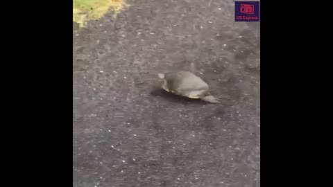 How this Turtle escape from cop Funny moment