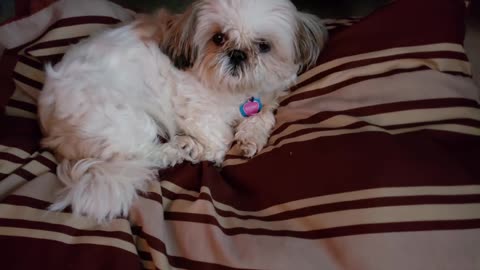 A Day In The Life Of Rosie The Shihtzu