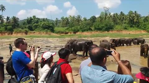 Elephants enjoy natural river bathing