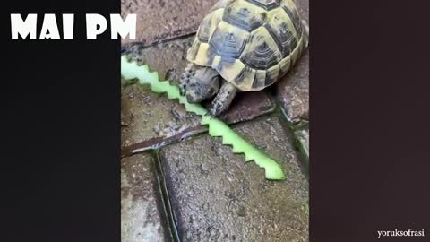Your Day is Better By Watching These Funny Animals