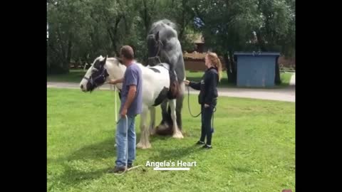 Horse have never seen..