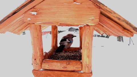 Home-made test of a feeder for birds