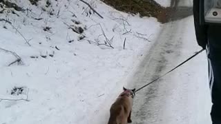 winter adventure with cat