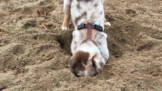 Sweet puppy loves digging so much