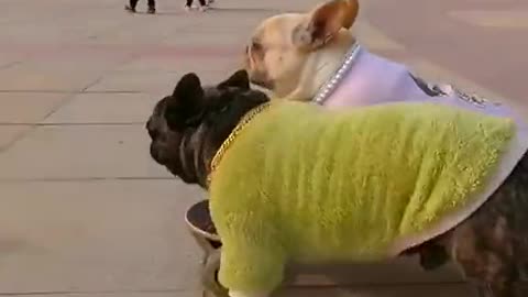 A dog who likes skateboarding