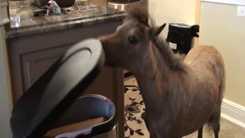 Miniature Horse Hangs Out In Owner's Kitchen