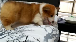 Playing with lucy the corgi at bed